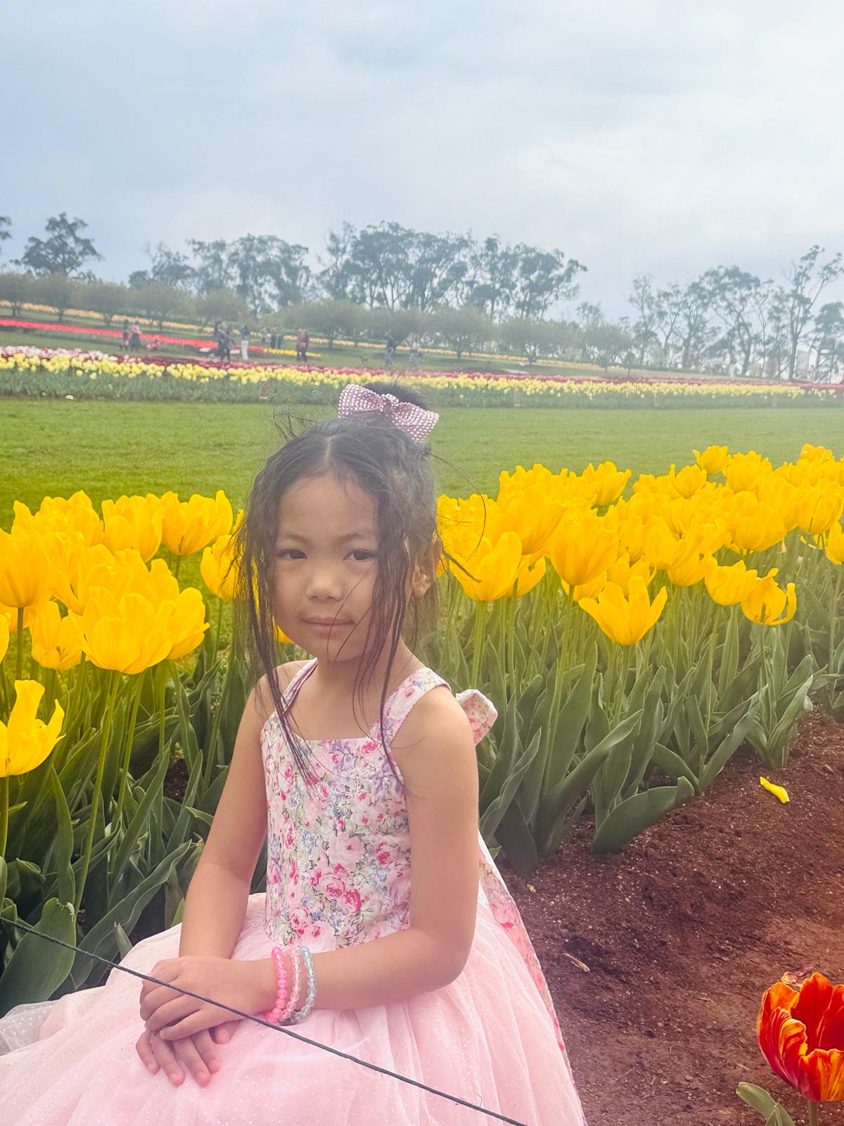 Tulip Fields 🌷